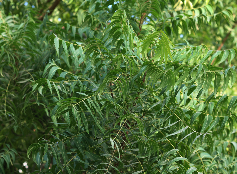 Indian Nettle Powder (Acalypha indica)