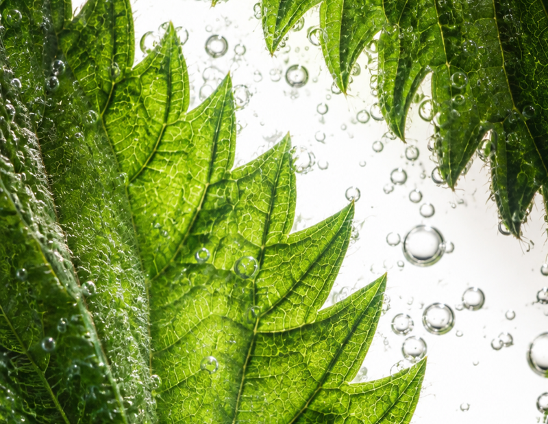 Indian Nettle Powder (Acalypha indica)